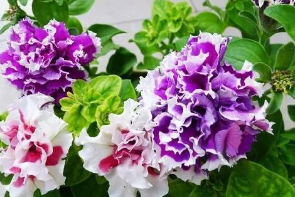 重瓣牽?；ㄊ裁磿r候扦插好