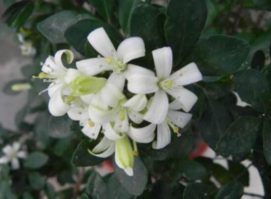 九里香花語是什么，九里香花的寓意象征愛情