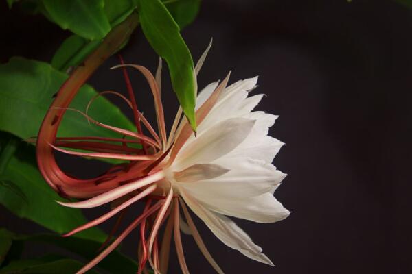 曇花葉子發(fā)黃是怎么回事