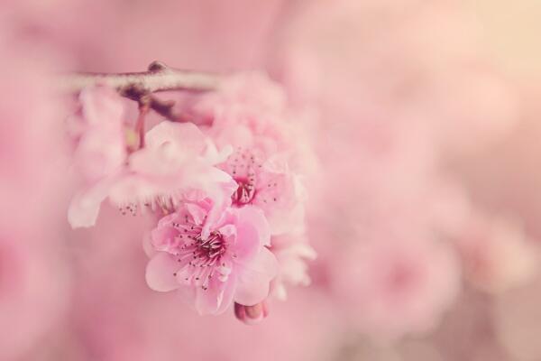 櫻花適合北方種植嗎，控制好溫度北方也能進(jìn)行種植