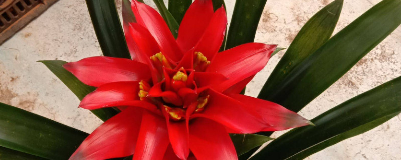 鴻運(yùn)當(dāng)頭花怎么培育