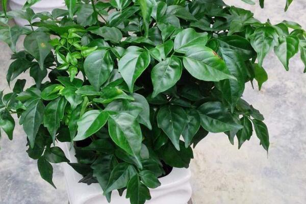 室內(nèi)幸福樹(shù)掉葉怎么辦