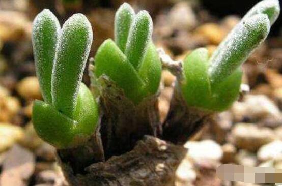 碧光環(huán)種植方法，擇健康種子、保水保肥土壤/淺盆為主