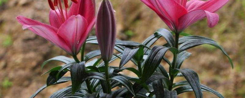 盆栽百合什么時候打頂