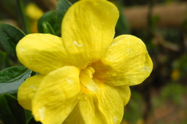 迎春花會(huì)結(jié)果嗎