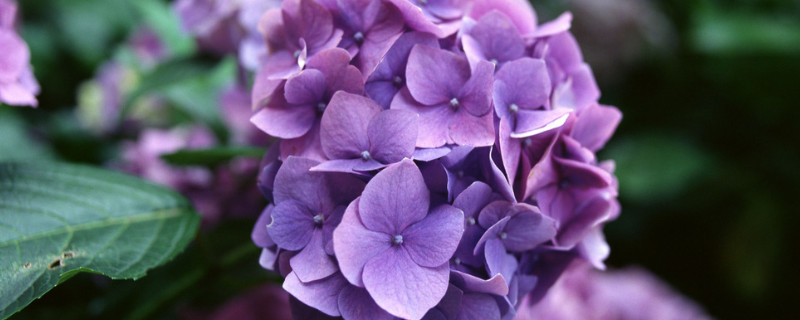 繡球花有毒嗎適合在室內養(yǎng)嗎