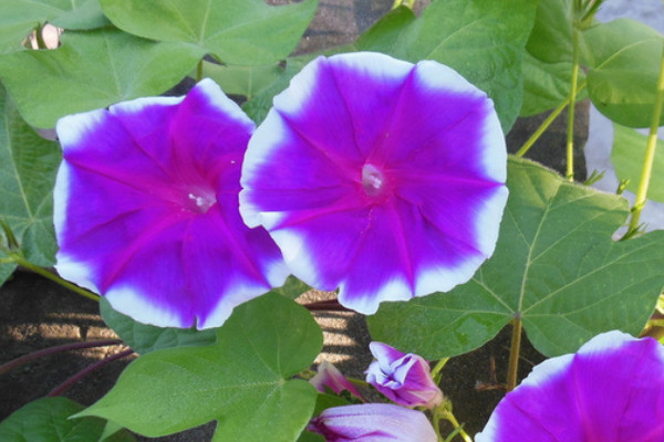 牽?；ㄩ_花后要修剪嗎