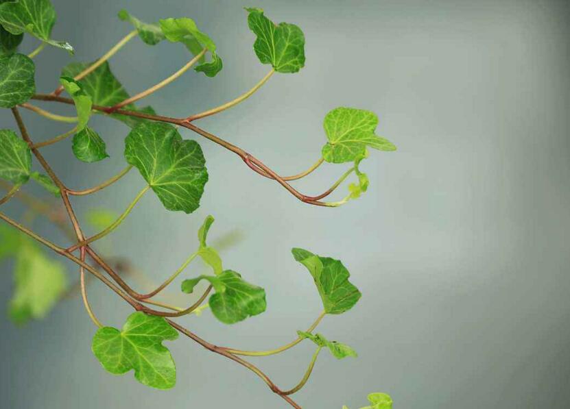 常春藤有什么作用，綠化環(huán)境又凈化空氣