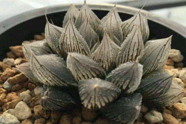 水晶玉露花語是什么