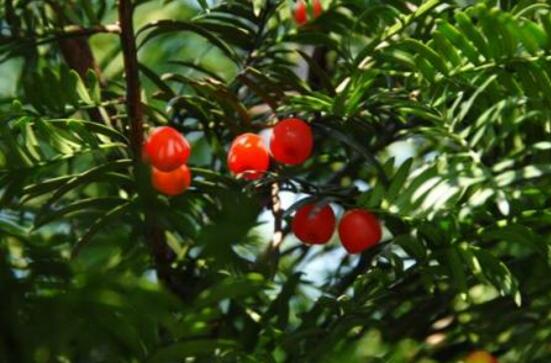 紅豆杉用什么土栽培好，疏松透氣、保水保肥