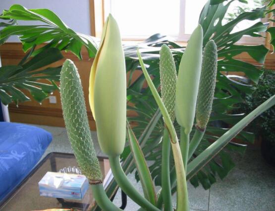 家里養(yǎng)龜背竹好嗎，吸收甲醛、凈化空氣、招財增壽