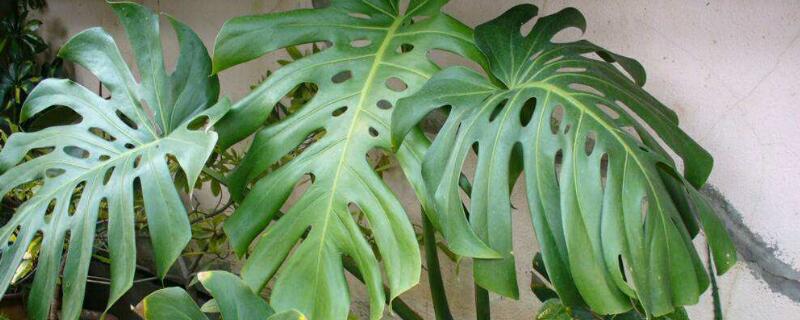 龜背竹的養(yǎng)殖方法