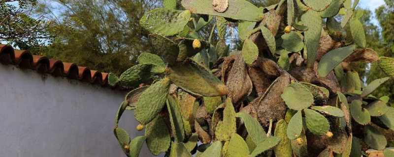 仙人樹怎么養(yǎng)殖方法