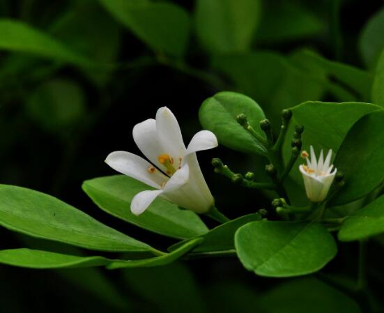 盆栽九里香的養(yǎng)殖方法，老農(nóng)教你七個最實用基本方法