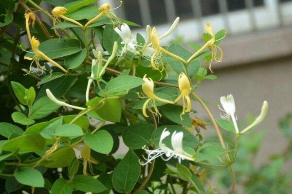四季金銀花種植技術(shù)，早春時(shí)期種植成活率最高