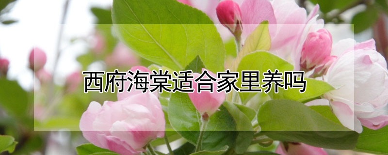 西府海棠適合家里養(yǎng)嗎