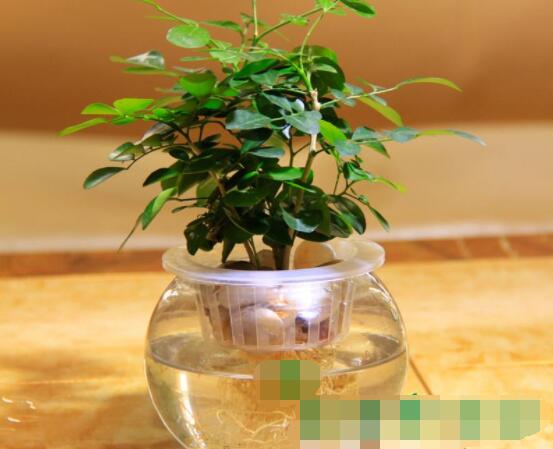 九里香的養(yǎng)殖方法水培，教你四個(gè)步驟水培爆盆