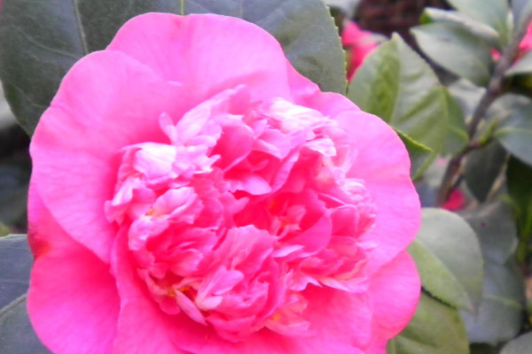 茶花秋天會(huì)開(kāi)花嗎