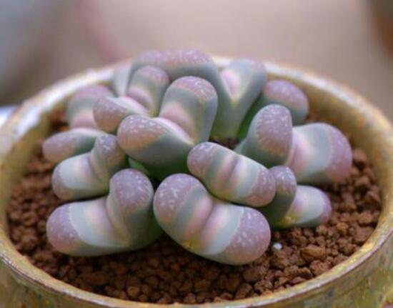 生石花用什么盆好，陶盆、泥瓦盆、紫砂盆任選其一(深盆)