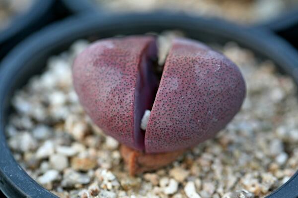 生石花夏天皺皺的怎么辦，可能是光照過強導致