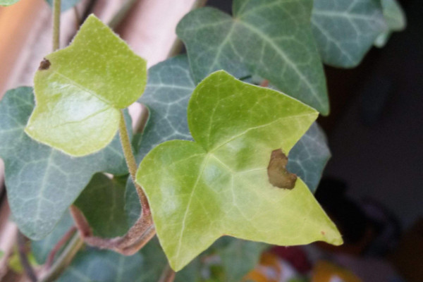 常春藤葉子干枯怎么辦，控水遮陰/除蟲換盆