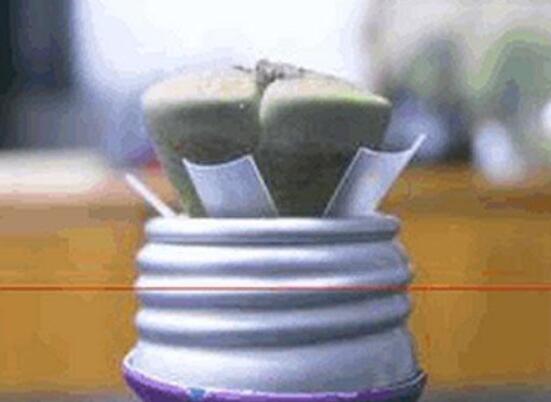 生石花怎么水培，教你四個基本步驟快速水培生根