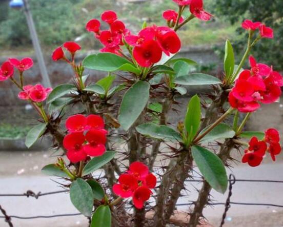 虎刺梅葉子發(fā)黃怎么辦，注意忌寒冷、忌積水、多光照