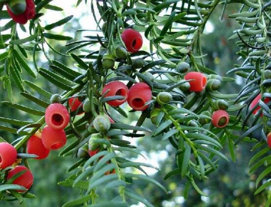 紅豆杉怎么換盆，三個簡單方法教你輕松學(xué)會