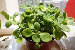 碰碰香夏天怎么澆水，保持土壤處于干燥的狀態(tài)