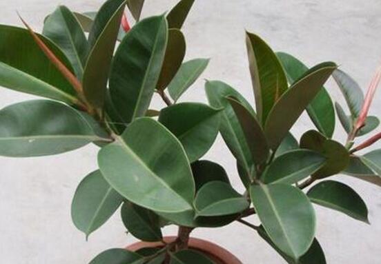橡皮樹怎么養(yǎng)，牢記七個步驟就可養(yǎng)好