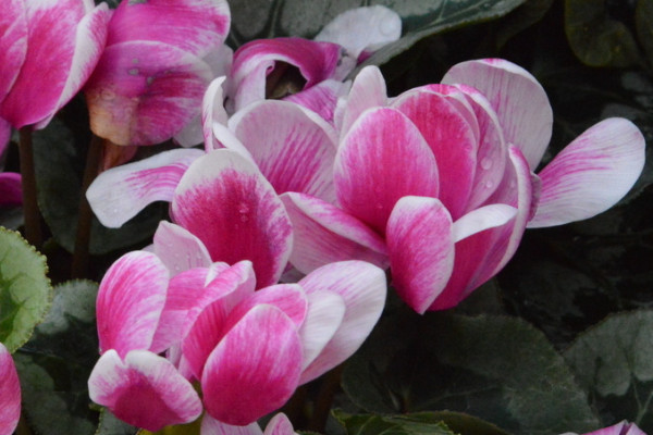 仙客來(lái)的養(yǎng)殖方法和注意事項(xiàng)