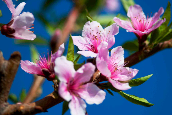 桃花先開(kāi)花還是先長(zhǎng)葉