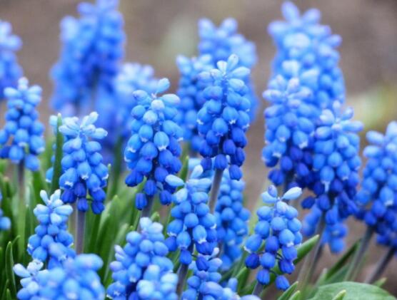 家里養(yǎng)風(fēng)信子好嗎，好/美化家居環(huán)境、凈化空氣