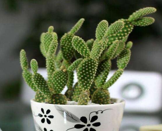 仙人掌怎么澆水和施肥，教你三個(gè)步驟便可生長枝葉翠綠