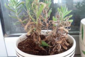 薰衣草葉子干枯怎么辦，教你正確的補(bǔ)救方法