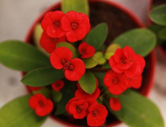 虎刺梅致癌嗎，長(zhǎng)期接觸導(dǎo)致人們身體細(xì)胞癌變