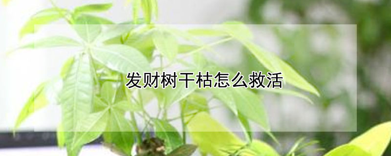 發(fā)財(cái)樹干枯怎么救活