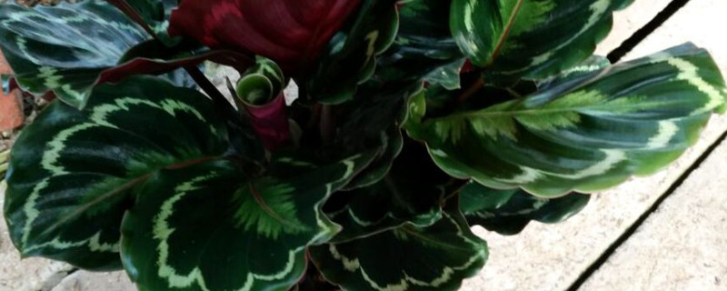 飛羽竹芋的花語與寓意