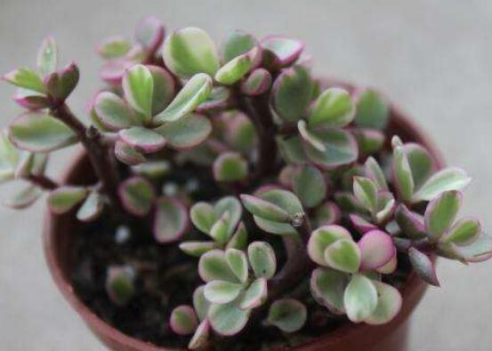 多肉植物雅樂(lè)之舞怎么養(yǎng)，注意五個(gè)要點(diǎn)一年四季常青