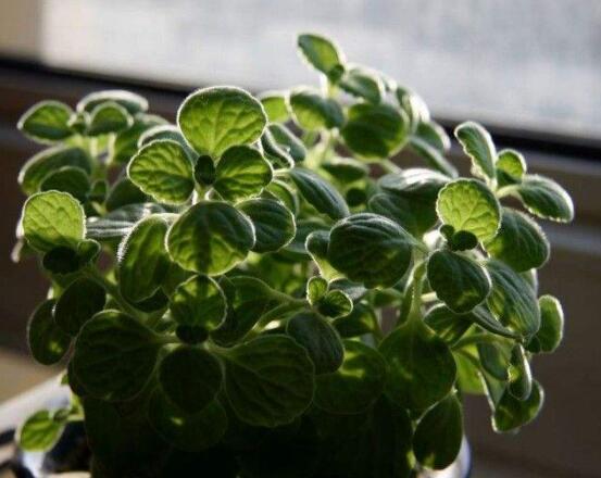 碰碰香放臥室可以嗎，可以/醒腦提神、凈化空氣、驅(qū)趕蚊蟲(chóng)