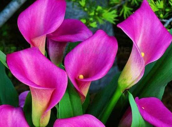 彩馬蹄蓮的養(yǎng)殖方法，做好五個要點花開艷麗