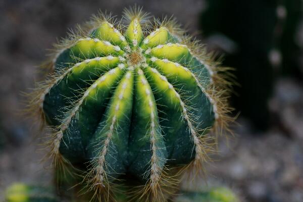 仙人球夏季怎么澆水，保持土壤處于干燥的狀態(tài)即可