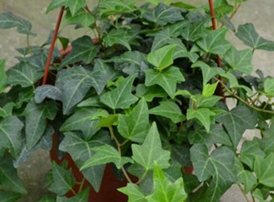 水培常春藤的養(yǎng)殖方法，老農(nóng)總結(jié)的簡單易學(xué)三部曲