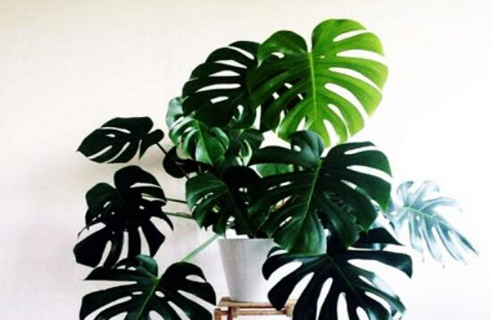 龜背竹怎么固定造型，龜體造型最受人們歡迎(美觀)