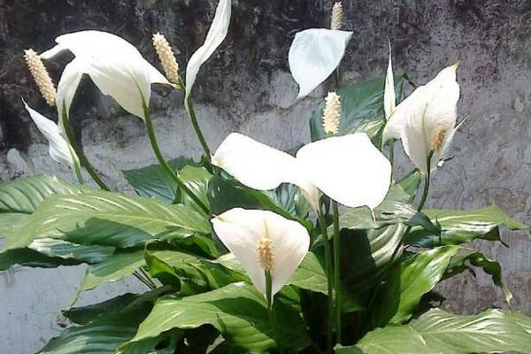 一帆風(fēng)順葉子發(fā)黃怎么辦，及時找出原因進行補救