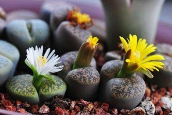 夏天生石花怎么養(yǎng)，做好五個(gè)要點(diǎn)可安然度夏