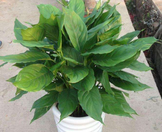 水培萬年青的養(yǎng)殖方法和注意事項(xiàng)，學(xué)會(huì)以下三個(gè)步驟即可