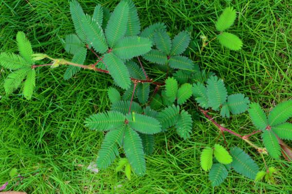 含羞草葉子不張開(kāi)怎么辦，增加光照并加強(qiáng)通風(fēng)