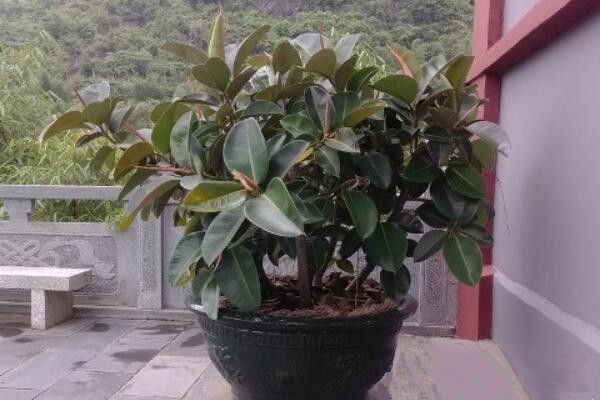 橡皮樹的澆水方法,不同季節(jié)不同的澆水方法