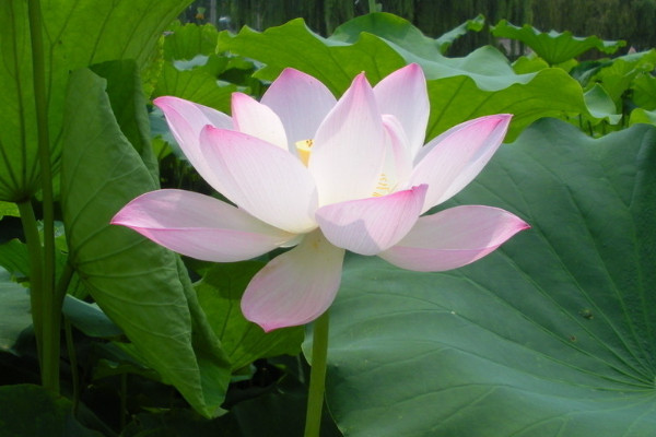 荷花冬天放室內(nèi)會(huì)開么